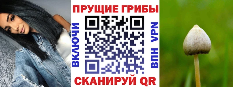 Псилоцибиновые грибы Cubensis  МЕГА сайт  Тверь 